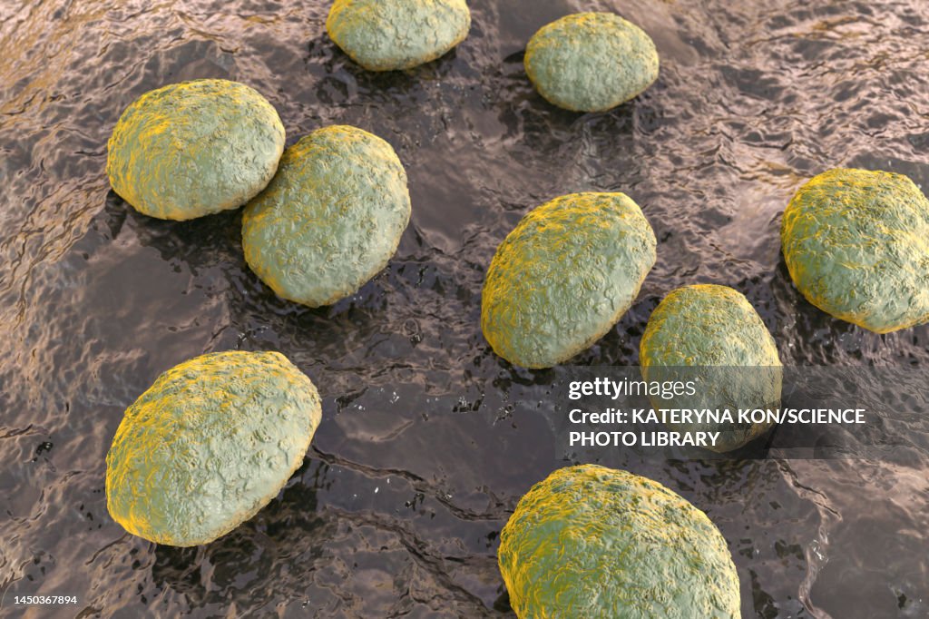 Nematode worm eggs, illustration