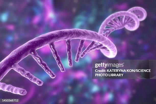 molecule of mrna, illustration - ribonukleinsäure stock-grafiken, -clipart, -cartoons und -symbole