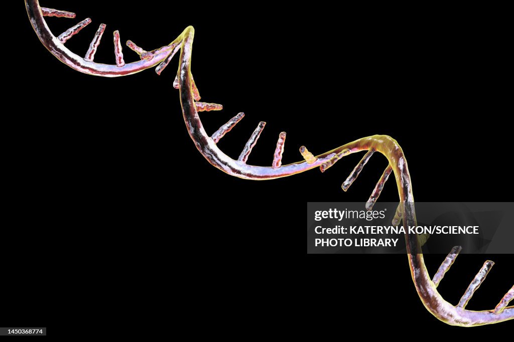Molecule of mRNA, illustration