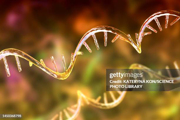 Mrna String 20 Mrna Strand Stock Photos, High-Res Pictures, and Images - Getty Images