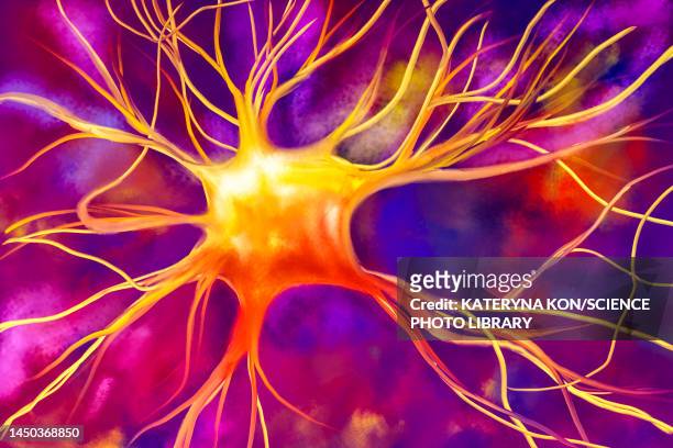 ilustraciones, imágenes clip art, dibujos animados e iconos de stock de nerve cell, illustration - cerebral cortex