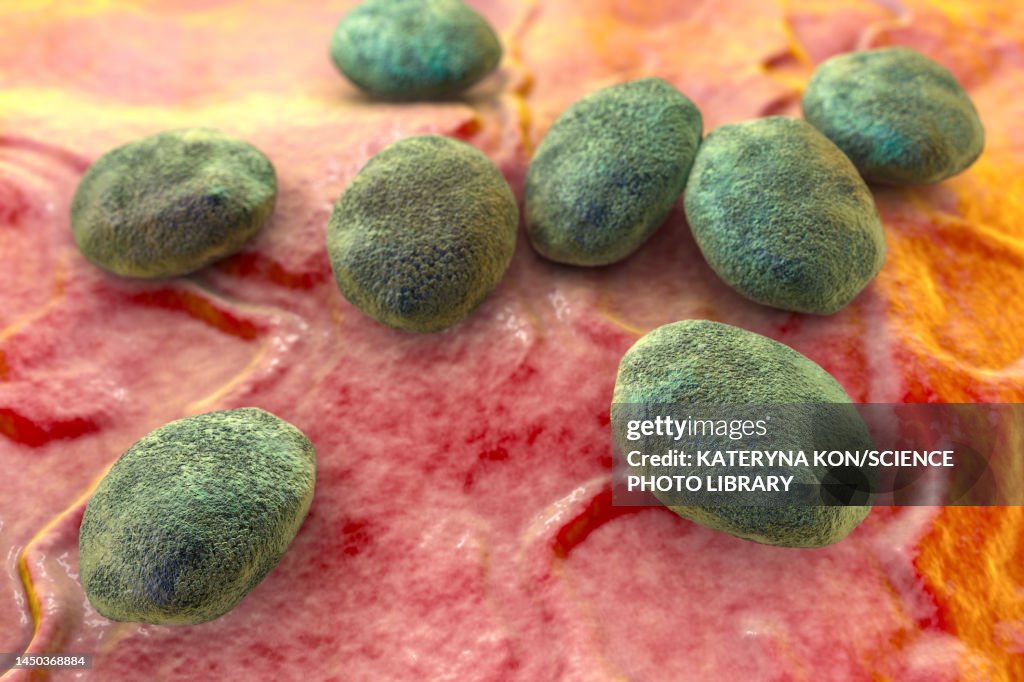 Nematode worm eggs, illustration