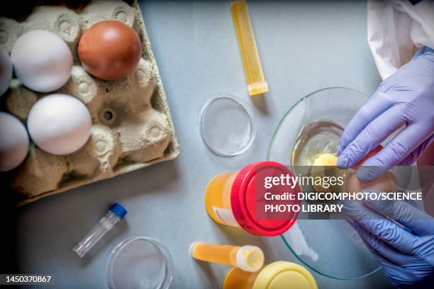 testing eggs for fipronil insecticide, conceptual image - food contamination 個照片及圖片檔