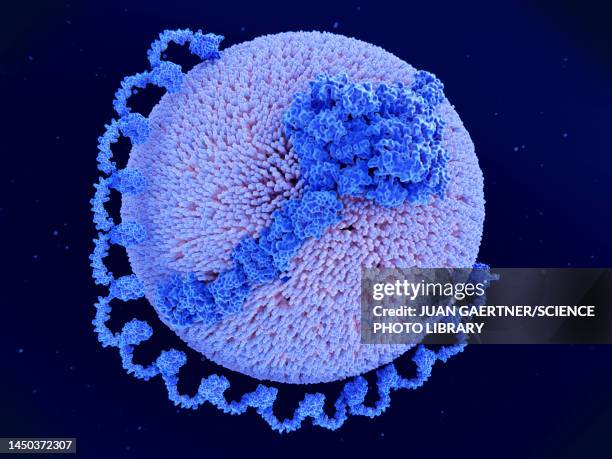 lipoprotein a particle, illustration - arteriosclerosis stock pictures, royalty-free photos & images