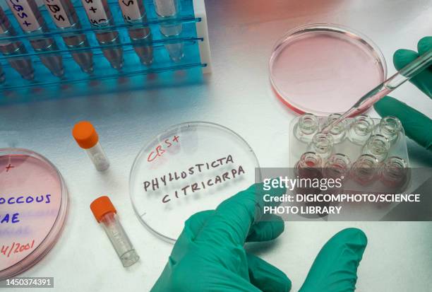 testing for phyllosticta citricarpa fungus - food contamination stock pictures, royalty-free photos & images