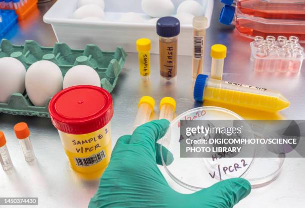 testing for bird flu, conceptual image - avian flu virus stockfoto's en -beelden