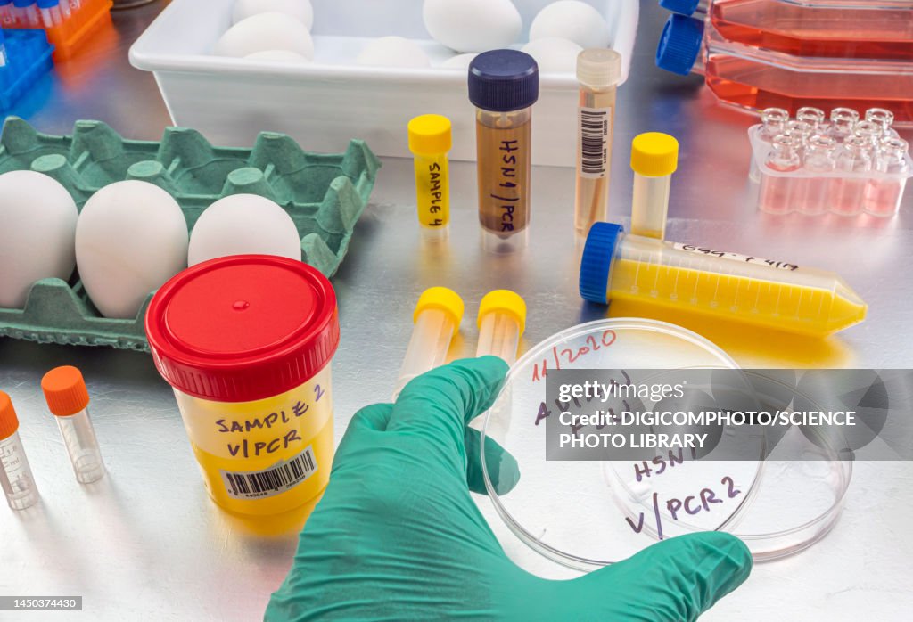 Testing for bird flu, conceptual image