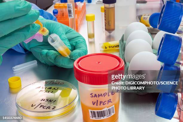 testing eggs for bird flu, conceptual image - chicken strip stock pictures, royalty-free photos & images