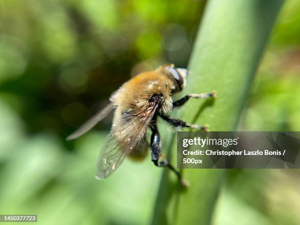 Massachusetts Insects Boylston Massachusetts Photos and Premium High Res Pictures - Getty Images