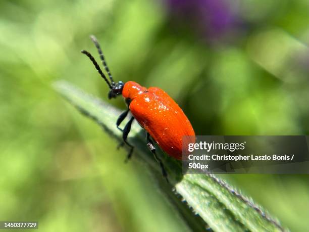 Massachusetts Insects Boylston Massachusetts Photos and Premium High Res Pictures - Getty Images