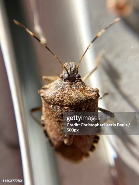 Doug Inkley 148 Brown Marmorated Stink Bug Stock Photos, High-Res Pictures, and ...