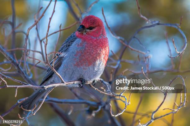 close-up of pine grosbeak perching on branch,abraham lake,canada - finch stock pictures, royalty-free photos & images