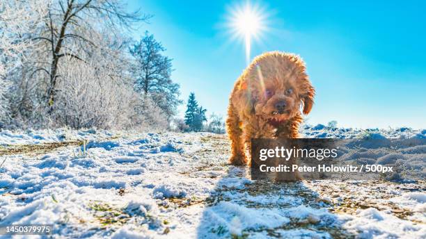 portrait of poodle on snow covered field against sky,erbach,germany - brown poodle stockfoto's en -beelden
