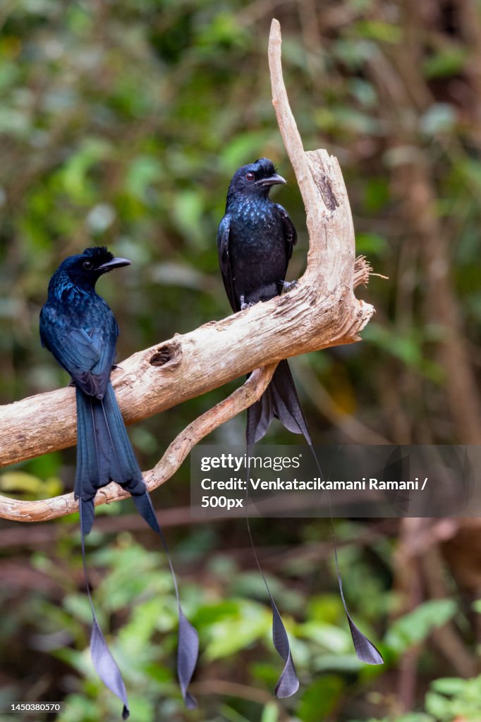 Close-up of birds perching on branch