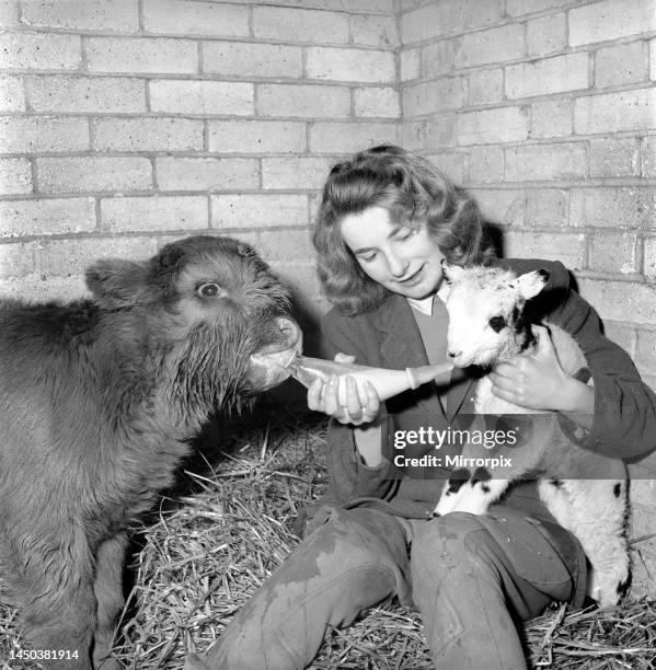 Calf and lamb at Whipsnade Zoo. 1965.