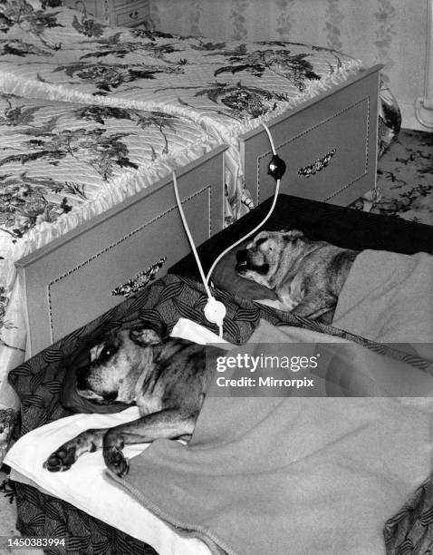 The Watson's boxer dogs in their beds with electric blankets. Danny and Winnie. January 1966.