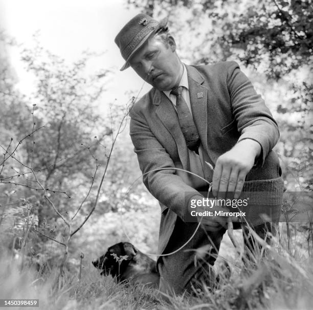 Gamekeeper setting snare traps. 1959.