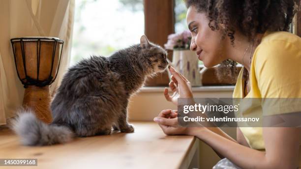 young afro woman petting and feeding her domestic cat at home - cat food stock pictures, royalty-free photos & images