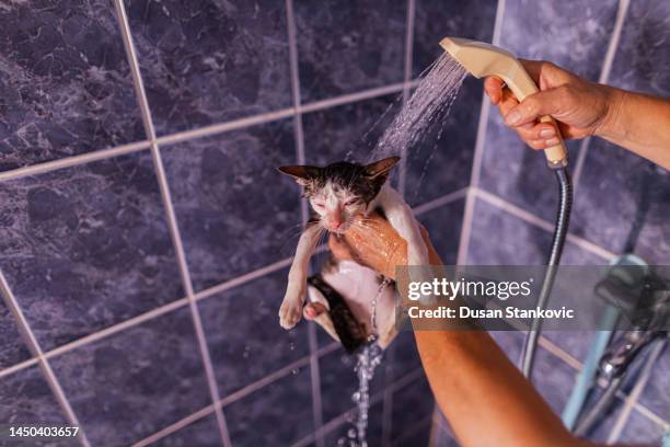 process of a cat bath - woman bath tub wet hair stock pictures, royalty-free photos & images