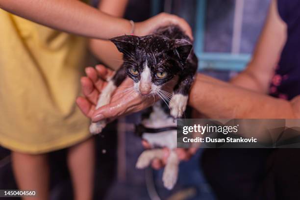 funny cat taking bath - woman bath tub wet hair stock pictures, royalty-free photos & images