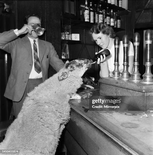 Peter the lamb drinking ale. September 1952.