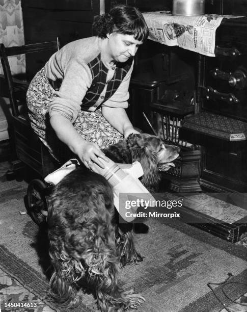 Mrs. Mathison of Hull is suffering with arthritis and moves around the house in a wheeled chair. She puts a thermos flask into a pocket to her dog...