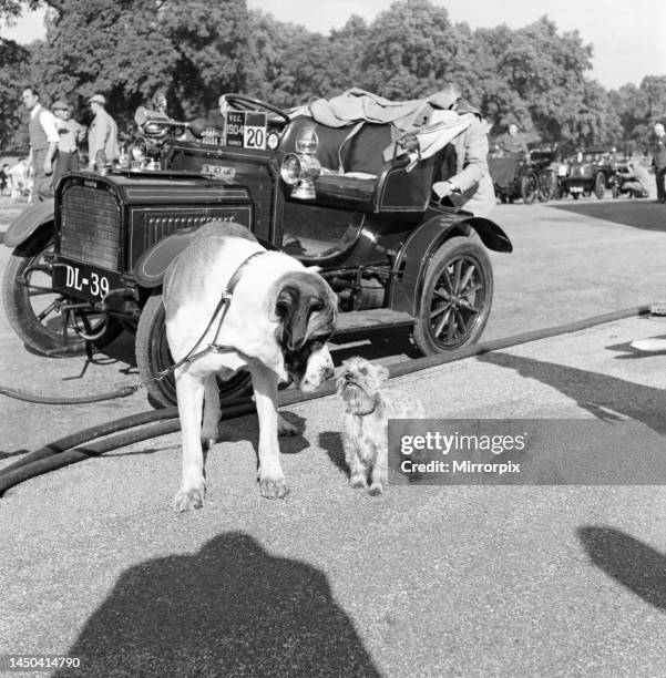 Filming of Genevieve. Dogs that star alongside the veteran Humber car in the film. September 1952.