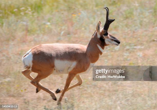 prong horn - custer state park stock pictures, royalty-free photos & images