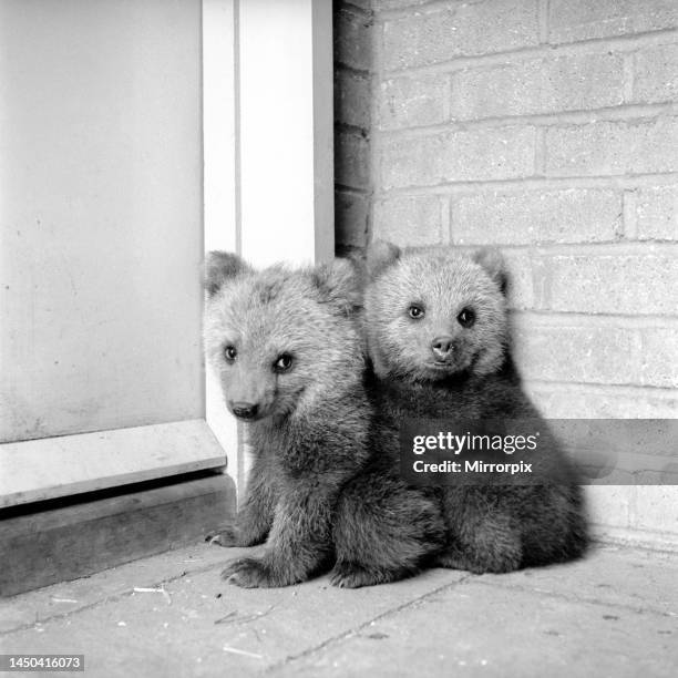 Brown bears cubs at Whipsnade Zoo. 1965.