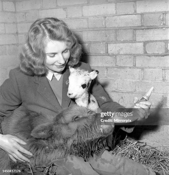 Calf and lamb at Whipsnade Zoo. 1965.