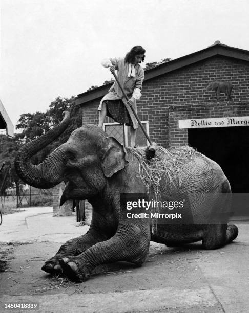 Basic treatment is the rub-down and massage which Margaret administers with a long-handled broom. The straw which Nellie likes to scatter on her back...