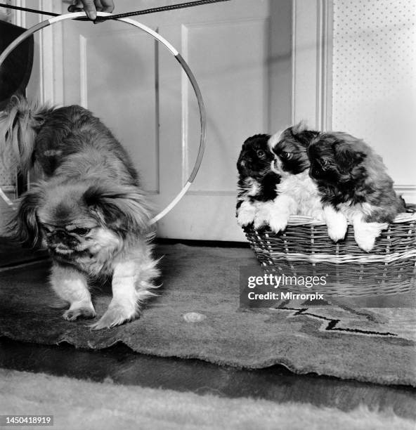 Fay the Pekingese performing her trick of jumping through hoops in front of her 8 weeks old puppies, Flip, Flap and Flop. March 1953.