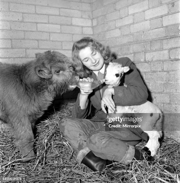 Calf and lamb at Whipsnade Zoo. 1965.