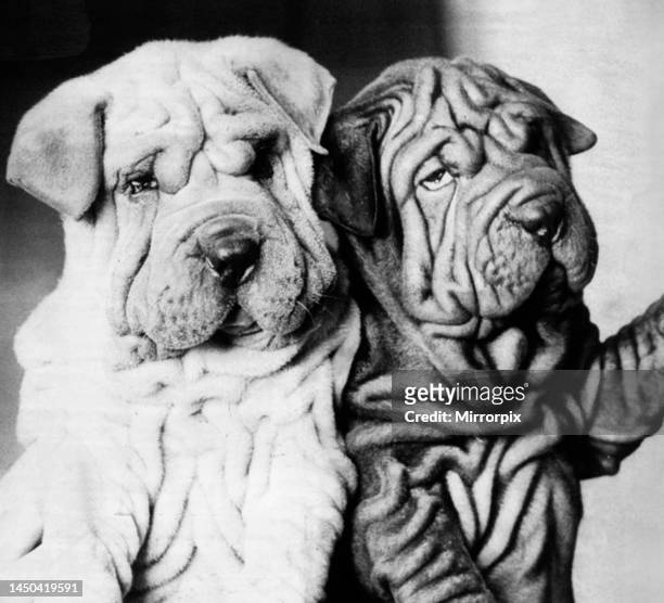 Pair of Chinese Shar-Pei dogs.