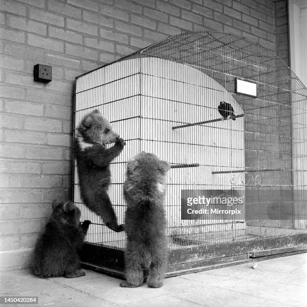 Brown bear cubs at Whipsnade Zoo. 1965.