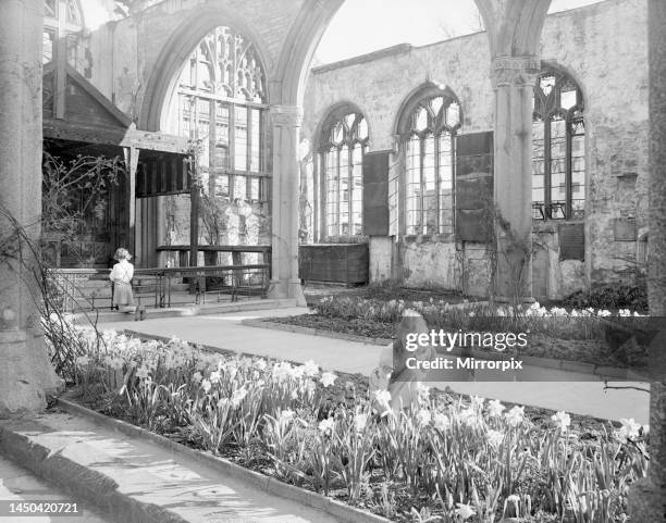 Young girl looks at the daffodils growing in the remains of St Andrews Church in Plymouth which was bombed during WW2. Another young child kneels...