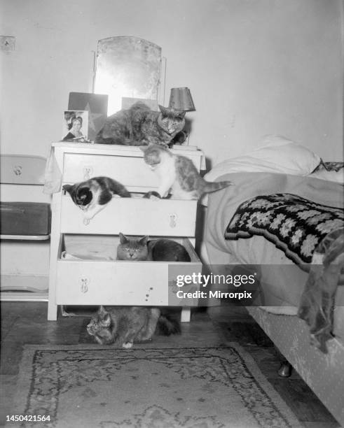 Five cats and kitten occupy a chest of draws in a bedroom. February 1954.