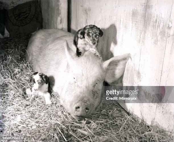 Mother pig and piglet with baby dogsSeptember 1956.