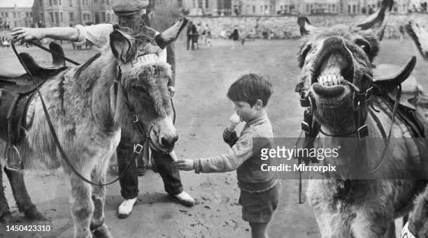 Small boy enjoys a ice cream cone with the donkey rides on the beach at a south coast seaside resort.