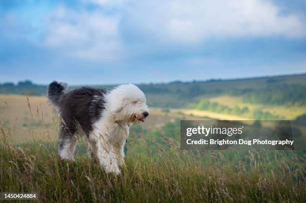 an old english sheepdog in a countryside setting - old english sheepdog stock pictures, royalty-free photos & images