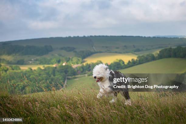 an old english sheepdog in a countryside setting - old english sheepdog stock pictures, royalty-free photos & images