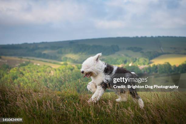 an old english sheepdog in a countryside setting - old english sheepdog stock pictures, royalty-free photos & images