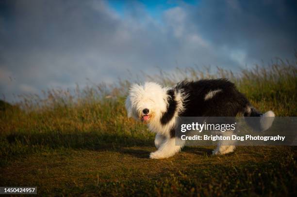 an old english sheepdog in a countryside setting - old english sheepdog stock pictures, royalty-free photos & images