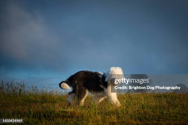 an old english sheepdog in a countryside setting - old english sheepdog stock pictures, royalty-free photos & images