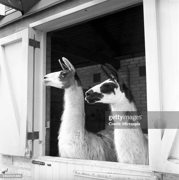 Llamas at Whipsnade Zoo. 1965.