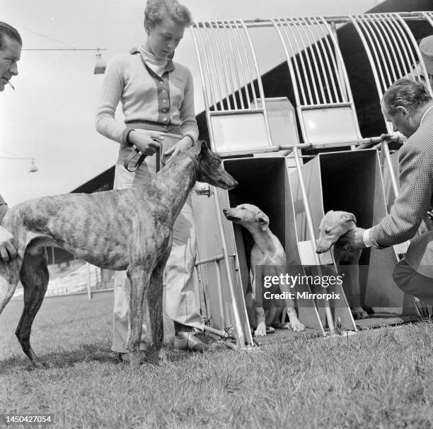 Greyhound puppies at Wembly stadium at the start of their training seen here in the starting traps with their mother July 1954.