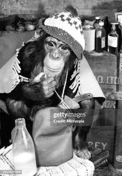 Minnie, the four-year-old chimpanzee at Chessington Zoo, trying to cure her cold with a warm hat, scarf and a hot water bottle around her neck....