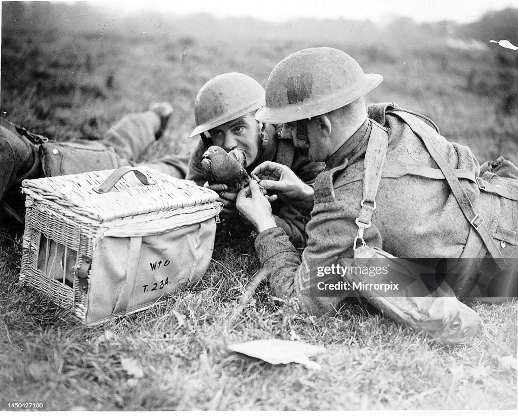 Soldiers send a message using a carrier pigeon
