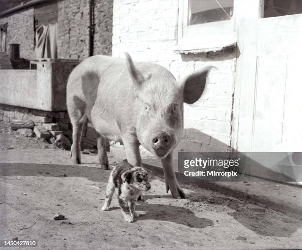 Mother pig and piglet with baby dogsSeptember 1956.