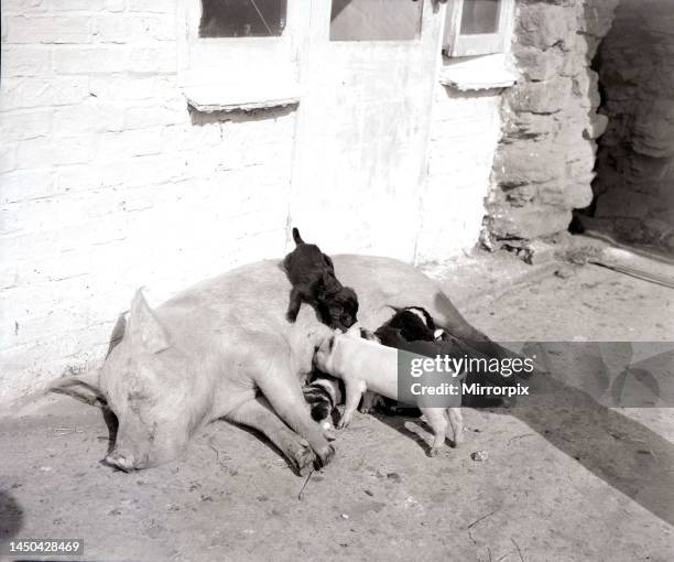 Mother pig and piglet with baby dogsSeptember 1956.